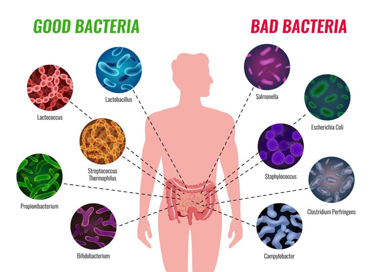 probiotic-good-bad-bacteria