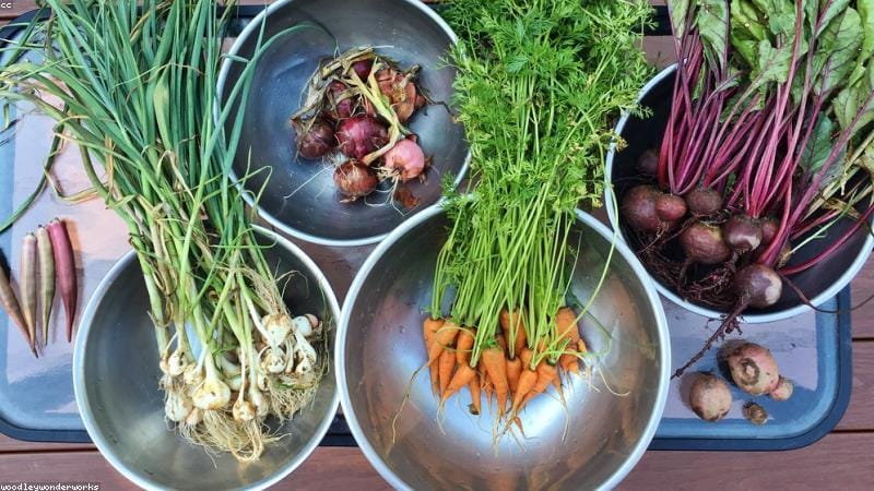 How to grow your own organic vegetables at home 58 How to grow your